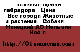 палевые щенки лабрадора › Цена ­ 30 000 - Все города Животные и растения » Собаки   . Ненецкий АО,Нельмин Нос п.